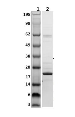 Lane 1: Molecular weight marker (SeeBlue Plus2)<br />Lane 2: HGPX2